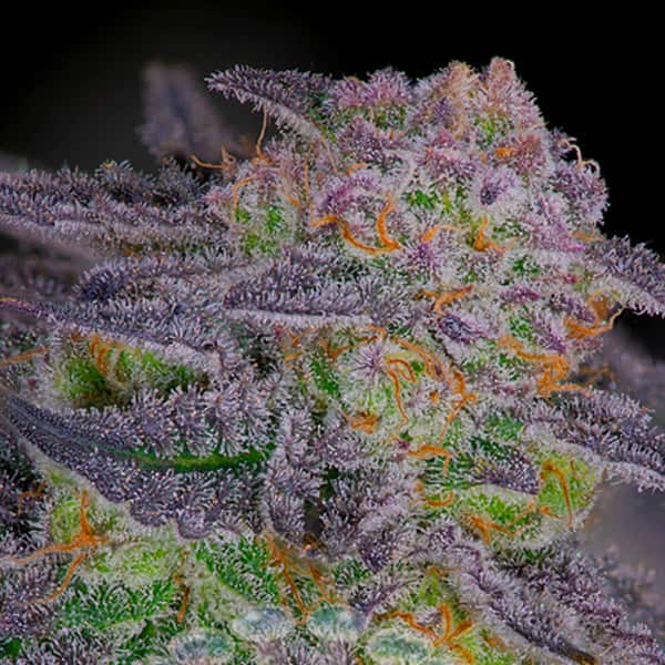 Sherbanger #22 Seed > Sacred Terps | Feminized Cannabis   |  Sativa